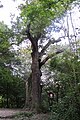 Čeština: Dub sedmi bratří - památný strom mezi Karlštejnem a Mořinou, okres Beroun English: Famous tree - oak (Dub sedmi bratří) between Karlštejn and Mořina in Beroun District, Czech Republic