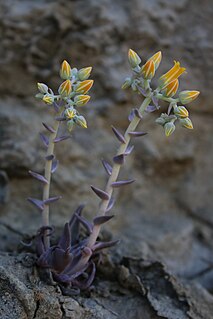 <i>Dudleya cymosa <span style="font-style:normal;">subsp.</span> agourensis</i> Subspecies of flowering plant