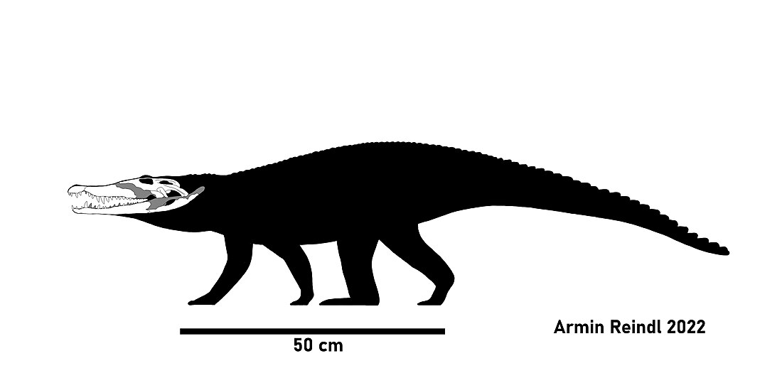 Planocraniidae