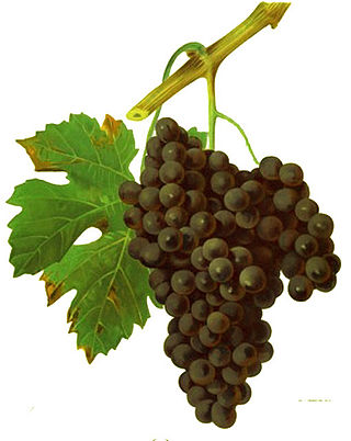 <span class="mw-page-title-main">Duras (grape)</span> Variety of grape