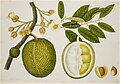 Durio Zibethinus (Bombacaceae) - 40 drawings of plants at Bencoolen, Sumatra (c.1824) - BL NHD 48-20.jpg