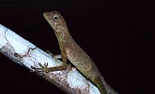 Dusky Earless Agama (Aphaniotis fusca) (8688652360).jpg