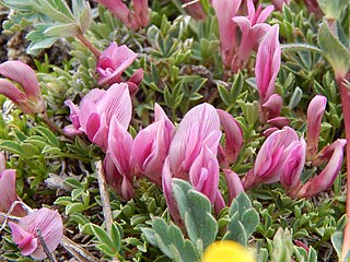 <i>Trifolium nanum</i> Species of legume