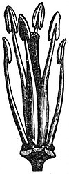 EB1911 Flower - tetradynamous stamens of Cheiranthus cheiri.jpg