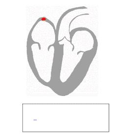 Diagramma cordis cum indicatore electrocardiogrammate (EKG)