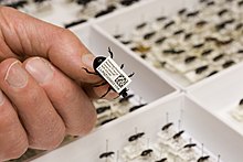 Example of a collection barcode on a pinned beetle specimen ENTO Museum Barcode.jpeg