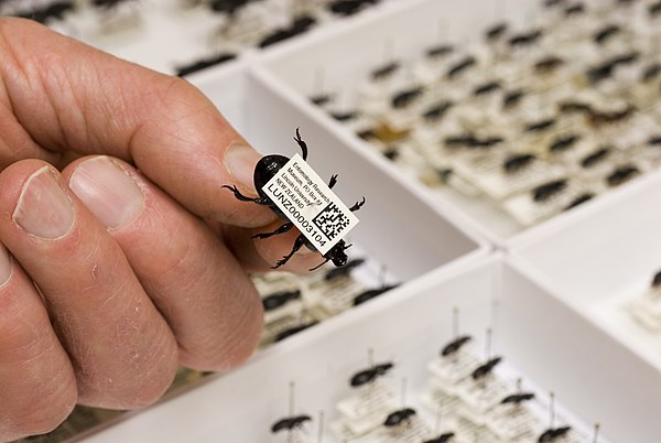 Example of a collection barcode on a pinned beetle specimen