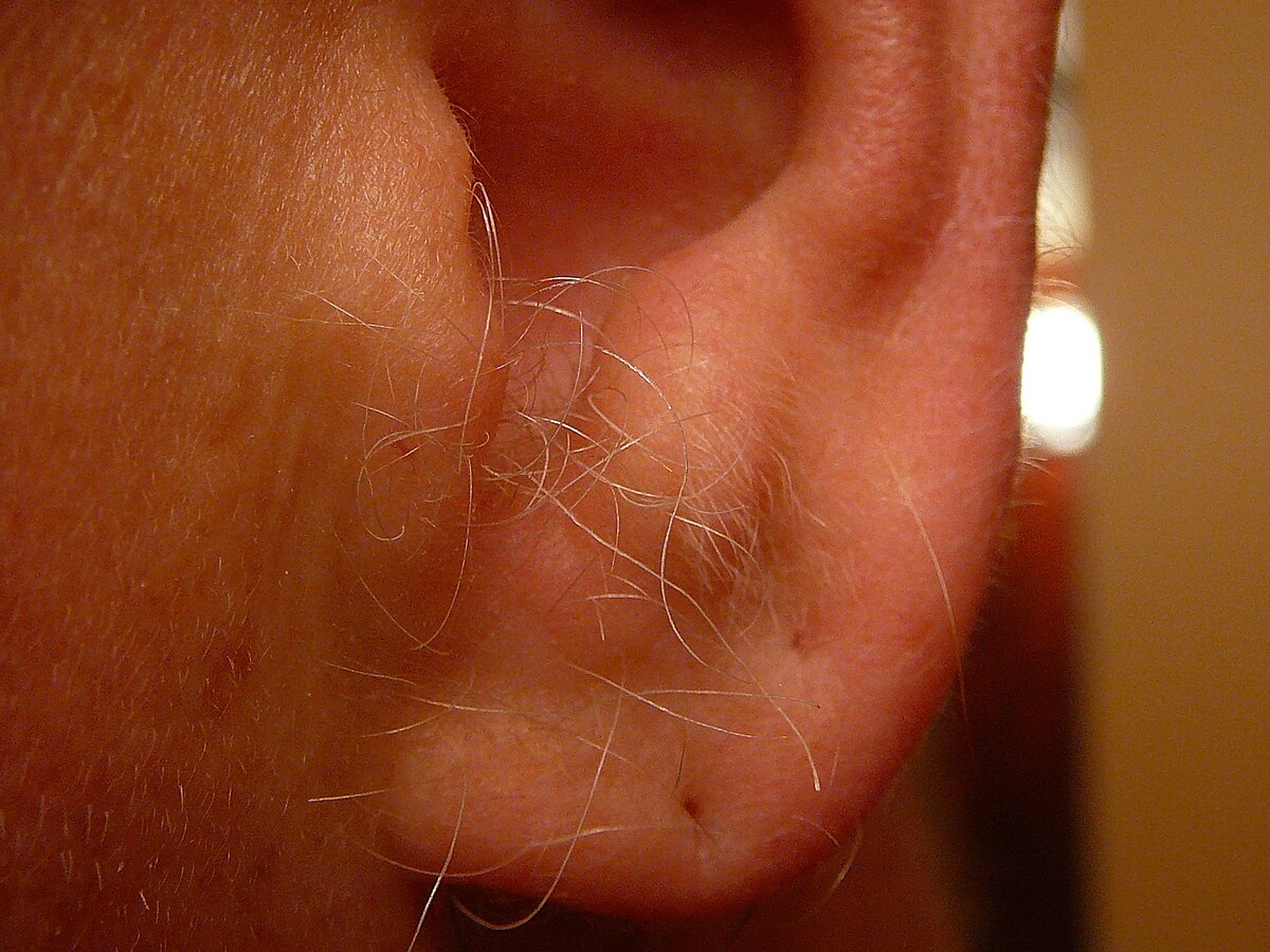 Do You Have Hairy Ears  Hearing Health  Technology Matters