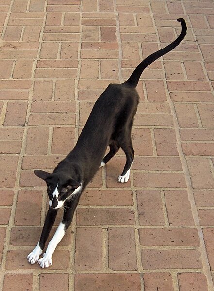 File:Ebony White Bicolor male Oriental Shorthair cat.jpg