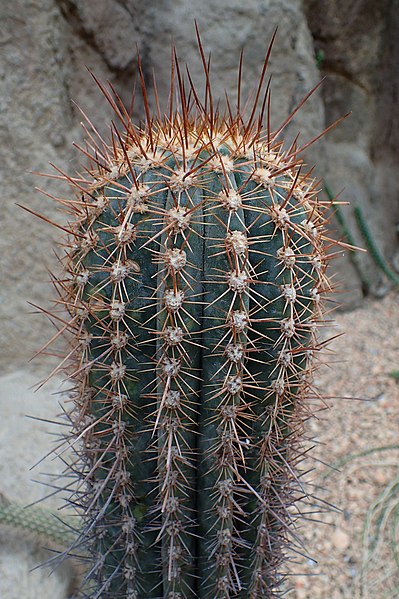 File:Echinopsis atacamensis subsp. pasacana (Echinopsis pasacana) kz1.jpg