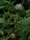 Eclipta prostrata - False daisy.jpg