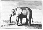 Vignette pour Éléphante de Louis XIV