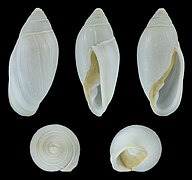 Ellobium stagnale, shell