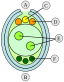 Embryosac