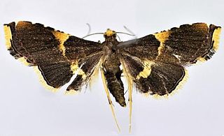 <i>Endotricha shafferi</i> Species of moth