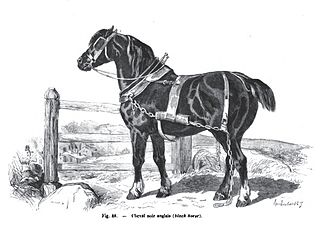 <span class="mw-page-title-main">Old English Black</span> Breed of horse