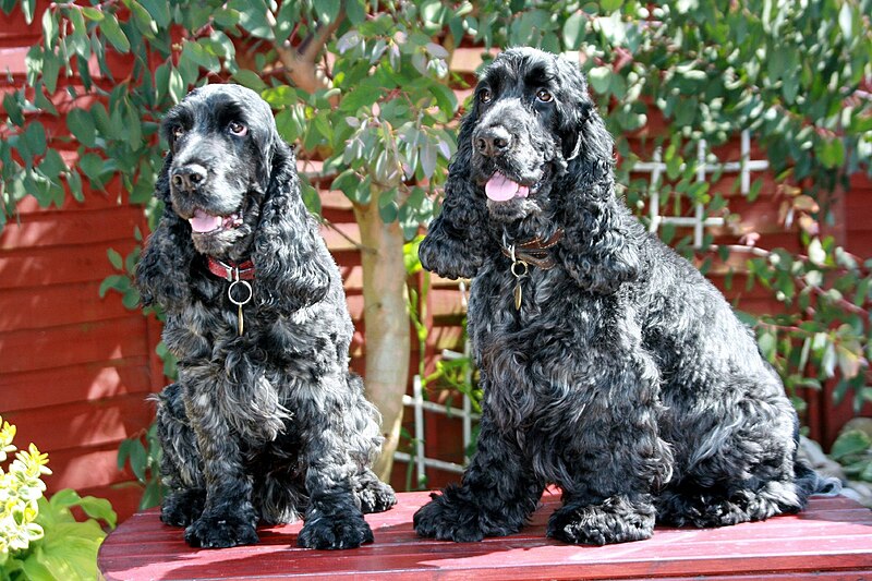 File:EnglishCockerSpaniels.jpg