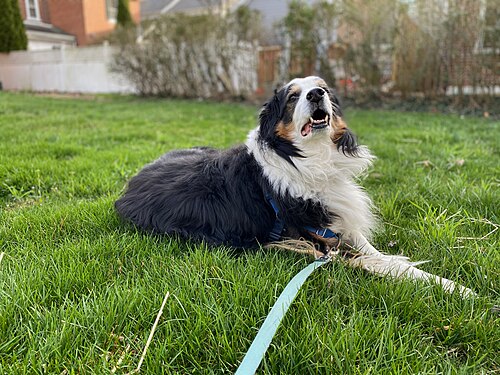 An English Shepherd, harnessed, and lying in some grass.