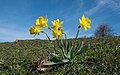 * Nomination Wild daffodil (Narcissus sp.) in the Entzia mountain range, probably Narcissus asturianus spp jacetanus. Found at about 1000 m height on chalky soil on a mountain pasture. Álava, Basque Country, Spain --Basotxerri 07:58, 26 March 2017 (UTC) * Promotion Good quality. --Jacek Halicki 08:14, 26 March 2017 (UTC)