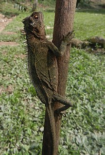 Horned woodlizard Species of lizard