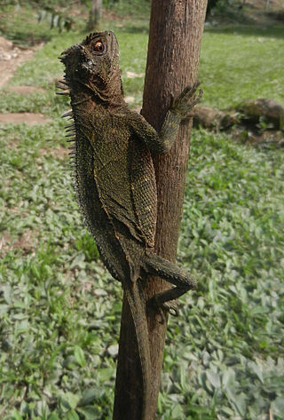<span class="mw-page-title-main">Horned woodlizard</span> Species of lizard