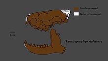 Eoastrapostylops skull.jpg