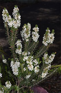<i>Epacris decumbens</i> Species of flowering plant
