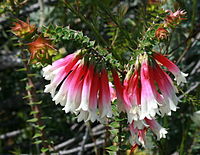 Epacris longiflora