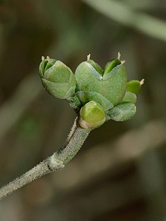 <i>Ephedra foliata</i> Species of plant in the family Ephedraceae