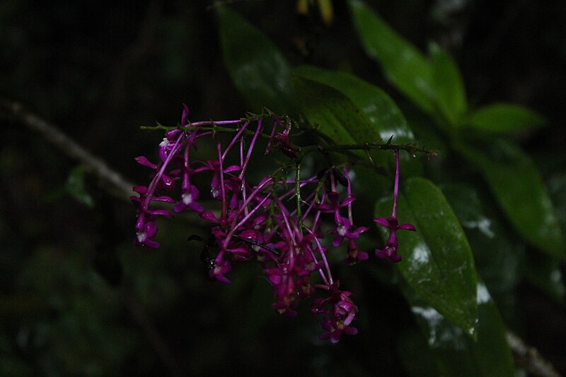 File:Epidendrum arnoldii.jpg