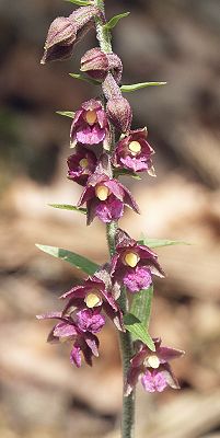 Brown-red Stendelwurz (Epipactis atrorubens)