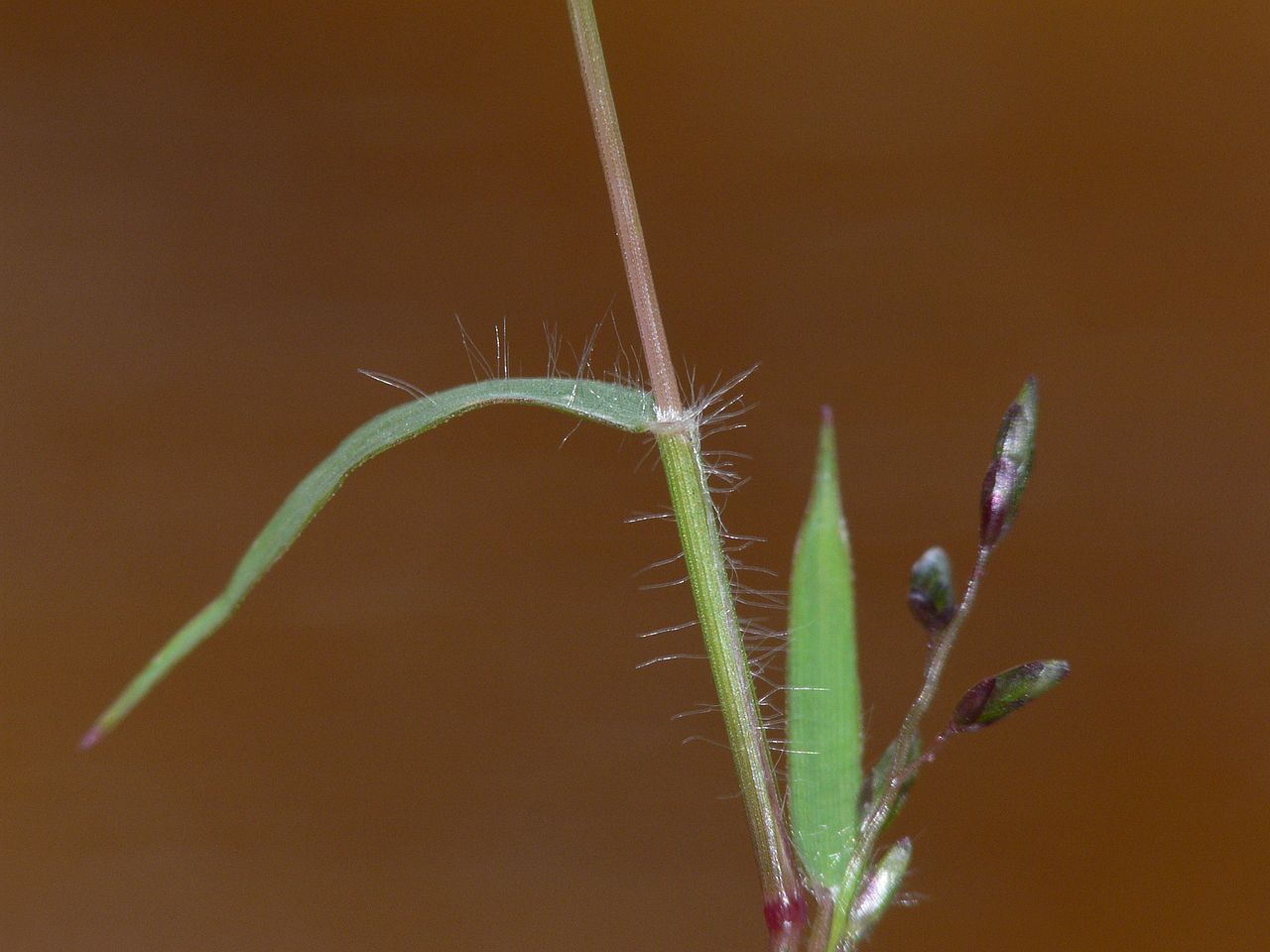 Полевичка малая (Eragrostis minor)
