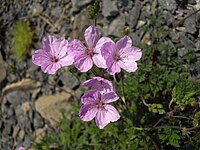 Erodium absinthoides