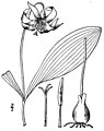 Erythronium albidum plate 506 in vol. 1: N.L.Britton & A. Brown: Illustrated flora of the northern states and Canada (1913)