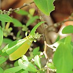 Erythroxylum-novogranatense-IMG 0472.jpg