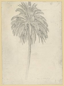 Estudio de una palmera,[17]​ 1834, Hamburger Kunsthalle (Hamburgo)