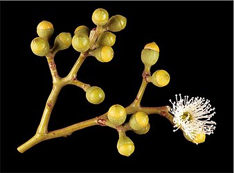 flower buds Eucalyptus cloeziana buds.jpg