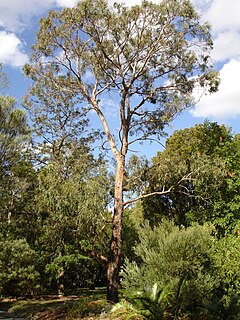 <i>Eucalyptus nova-anglica</i> species of plant