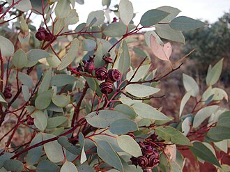 fruit Eucalyptus pachyphylla buds.jpg