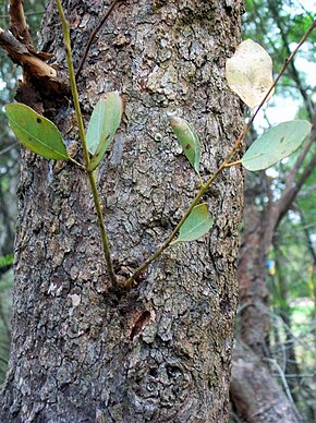 Descrizione dell'immagine Eucalyptus squamosa Glenhaven.jpg.