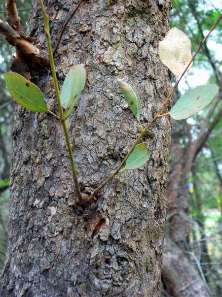 Eucalyptus_squamosa