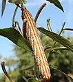 Eumorpha fasciatus Larva Pink Variation By Shaina Noggle.JPG