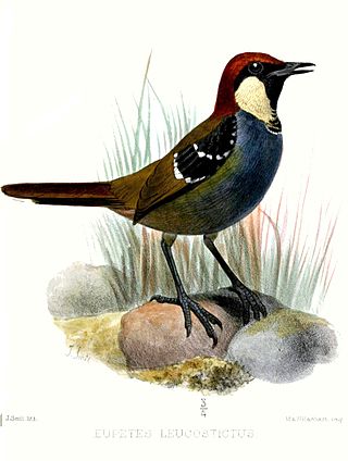 <span class="mw-page-title-main">Jewel-babbler</span> Genus of birds