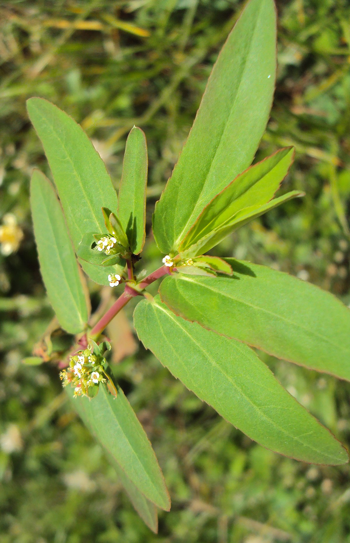 https://upload.wikimedia.org/wikipedia/commons/thumb/0/0b/Euphorbia_hypericifolia_03.JPG/1200px-Euphorbia_hypericifolia_03.JPG