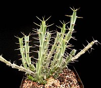 Euphorbia pervittata