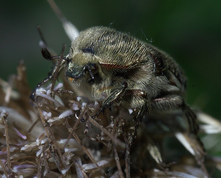 File:Euphoria sepulcralis P1540887a.jpg