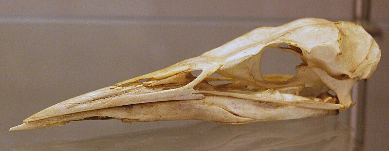 File:Eurasian Bittern (Botaurus stellaris) skull at the Royal Veterinary College anatomy museum.JPG