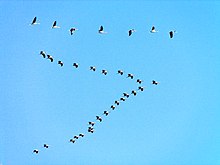 Migration de grues cendrées vers le lac salé de Meyghan, dans la province iranienne de Markazi,