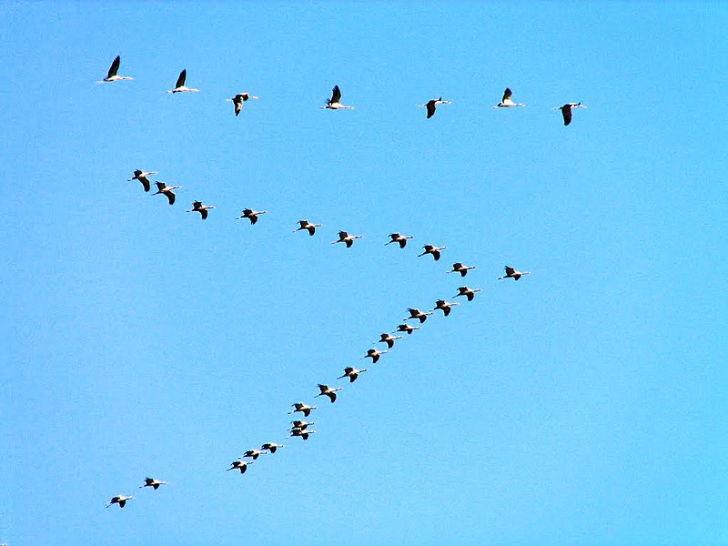 File:Eurasian Cranes migrating to Meyghan Salt Lake.jpg