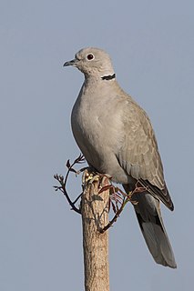 Eurasian collared dove Species of bird